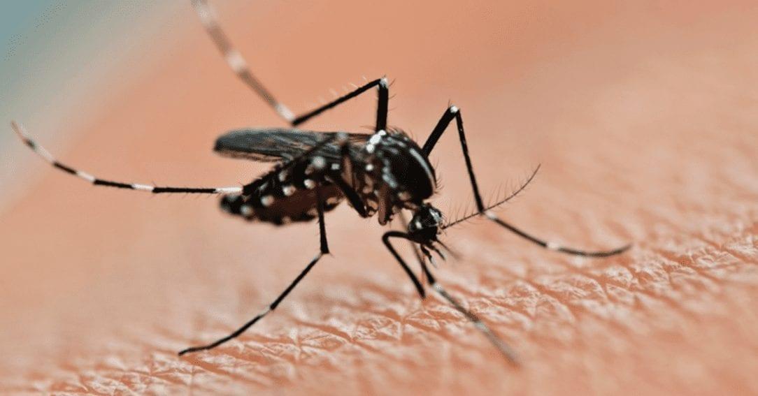 O mosquito Aedes aegypti é transmissor da Dengue, Zika Vírus e Febre Chikungunya