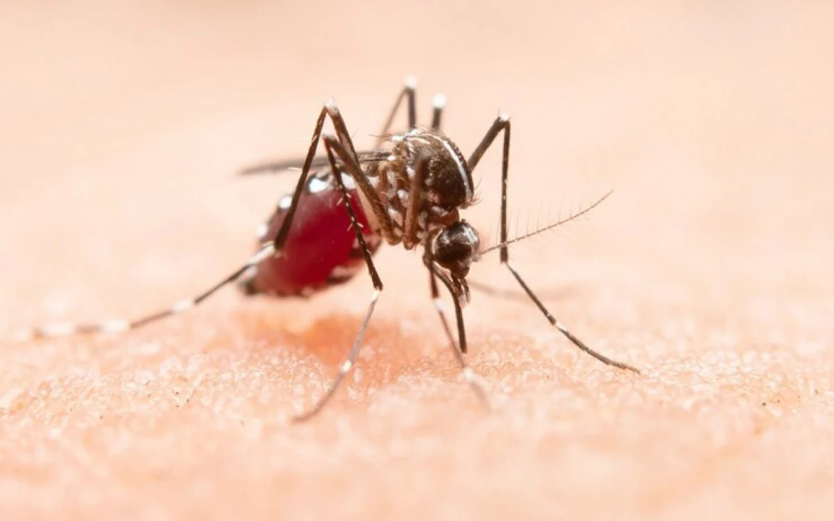Cremerj e a SES-RJ definiram ações conjuntas para capacitar médicos das redes de assistência no tratamento e combate da dengue