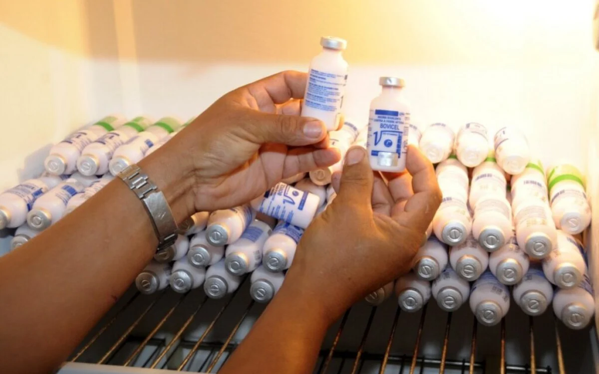 Quissamã alerta da para o prazo de vacinação contra a febre aftosa