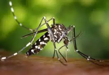 Nossas casas aliadas no combate à dengue