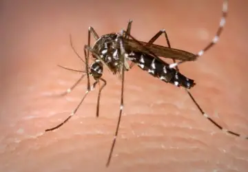 País ainda pode fechar o ano com mais de mil mortes por dengue