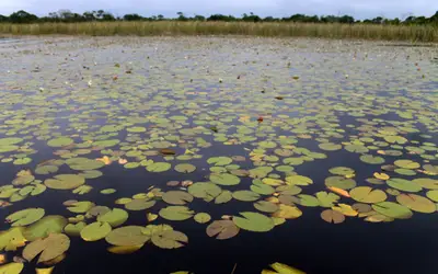 Secretaria de Turismo promove passeio guiado pela Lagoa de Carapebus em comemoração aos 26 anos do Parque Nacional da Restinga de Jurubatiba